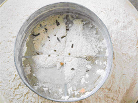 Rat droppings which were found in a stock of wheat flour supplied to the Government Elementary School Nayagaon under the mid-day meal scheme.