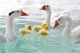 Ducks duck into water to beat the heat in a pond at Tiger Safari near Ludhiana