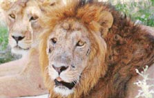 A pair of famished lions wait for their restricted meal