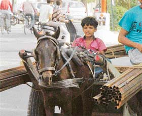 A boy expertly manages a cart drawn by a horse on the busy roads of Ludhiana