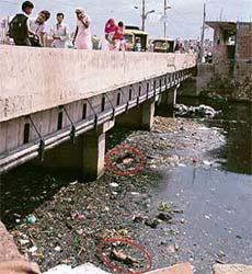 A view of Budda Nullah at Badi Haibowal in Ludhiana