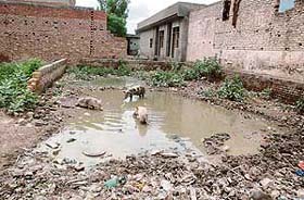 Pigs thrive in residential areas of Gopal Nagar in Haibowal where public sewerage pipes have been lying blocked for over two months