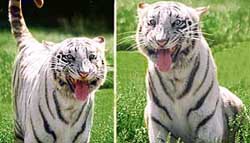 A file photo of the two white tigers taken by Tribune cameraman Manoj Mahajan about 15 days ago at Chhat Bir Zoo.