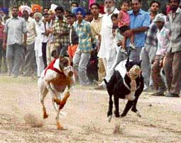 A dog race in progress at the sports festival organised by the Vaidwan Sports Club in Mohali