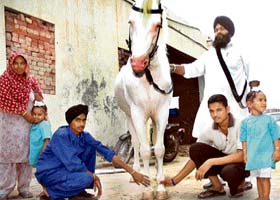 Kumwinder Singh (in blue) and Kuldeep Kumar, who have taken to Punjabi and Punjabiyat, tender to the horse of their employer Gurmel Singh (standing) in village Andlu