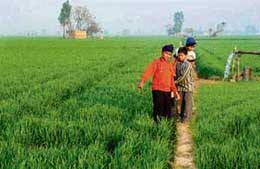 These green fields may soon be a thing of past as the Punjab Government has acquired huge tracts of agricultural land for housing projects.