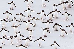 A competition-winning photograph entitled "Rockhopper rush hour" by Solvin Zanki is seen in this undated handout released by the Natural History Museum in London. The photo shows a group of rockhoppers returning from foraging at sea. The Shell Wildlife Photographer of the Year Competition is organised by the Natural History Museum and BBC Wildlife Magazine.