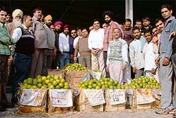 Fruit dealers who shifted from Old Subzi Mandi to New Subzi Mandi near the Jalandhar bypass, Ludhiana, on Friday.
