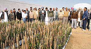 Members of the IFFCO Farmers Club visit vegetable and fruit farms in Abohar on Saturday.