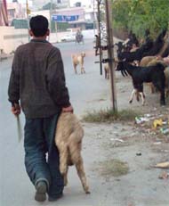 A man carries a sheep by holding it from the hair in New Jawahar Nagar, Jalandhar