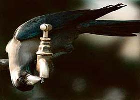For a drop of water from a municipal tap, a thirsty crow waits patiently in Chandigarh