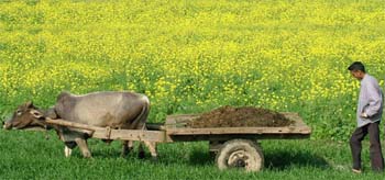 A farmer on his way to manure his mustard fields on a cold winter morning