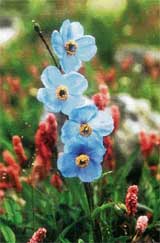 Though the Himalayan Blue Poppy was discovered by Lieut Eric Bailey, the credit for collecting its seeds for propagation in England goes to Capt Kingdon Ward