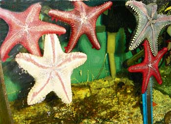Marine aquarium with exotic creatures like Star fish and Piranhas
