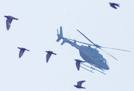 Birds fly away from the chopper which brought Congress President Sonia Gandhi to Phagwara