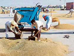 Labourers dry wheat at the Rajpura grain market on Monday. 