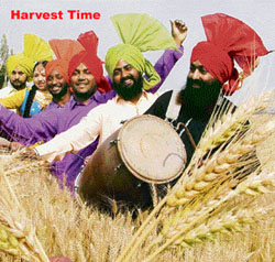 A group all set to break into bhangra as a mark of jubilation over the ripening of wheat crop at a village in Ludhiana.