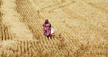 GOLDEN SWATH: A woman walks through a harvested field near Ambala