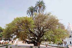 The sacred tree at Ber Sahib in Sultanpur Lodhi.