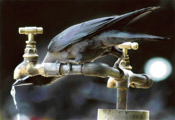 This determined bird gives the legendary tale a new meaning!