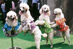 Four Poodles take part in a photo shoot at the Shanghai Wild Animal Park in China