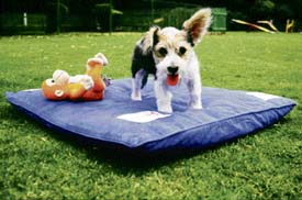 A pooch plays on a cushion at a dog hotel in Gurgaon. Here, dogs are treated as 5-star guests. At Rs 250 a day, pets can stay in rooms or kennels which have air conditioners, splash around in the pool, enjoy the best food, run around sprawling greens or simply chill out on sofas