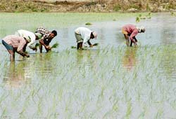 Hafed and Markfed will bring 22,000 acres under paddy cultivation across 16 districts of Punjab and Haryana under contract farming