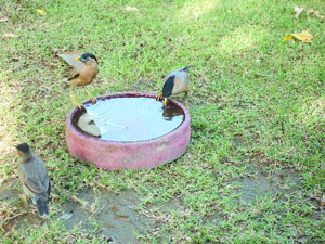 With mercury heading north, these little birds have also started feeling the heat.