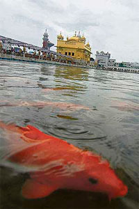 Even the fish seem to enjoy it: Fish swim in the holy sarovar of the Golden Temple in Amritsar after a brief spell of rain on Friday.
