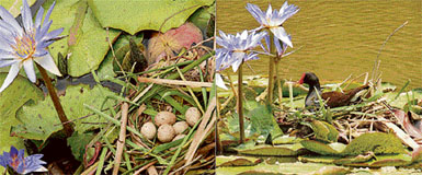 An Indian Moorhen, commonly known as Jal Murgi, has laid eggs under the flowery umbrella of lotuses at the Nature Observatory in Sector 26 of Chandigarh. Only about a half-a-dozen Jal Murgis have been sighted at the observatory. The male Jal Murgi protects the eggs till they are hatched and, within hours, the hatchlings take to the water to learn how to swim, with a little help from seniors.