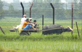 Mine threats, cattle crossing over and flying bullets, border village farmers have to go through the grind everyday