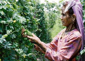 A woman plucks vegetables in Padhana village