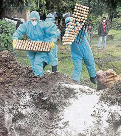 Rapid Response Party, a medical team of the Veterinary and Animal Husbandry Departments of Manipur, throws out eggs and birds infected with bird flu at Mantripukhri Poultry farm in Imphal on Thursday.