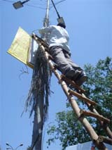 An activist of NGO My Mother Most Beautiful removes banners and plastic ropes from an electricity pole in Amritsar.