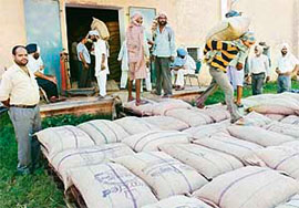 A Vigilance Bureau team sorts out underweight bags of wheat at a Markfed godown in Banur on Saturday.