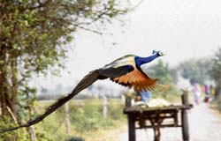 A peacock seems to enjoy the monsoon as it flies across a road near Pundri village in Karnal