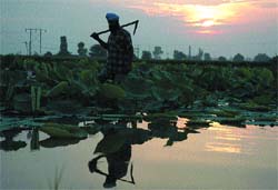 A farmer in a border village of Amritsar walks through his lotus field at dawn