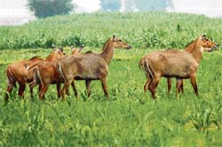 Neelgai in the fields near Chiraon village in Karnal