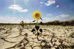This sunflower symbolises hope —AFP