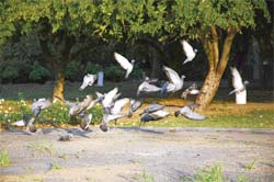 Flight of fancy: Dr Sandeep Chhatwal