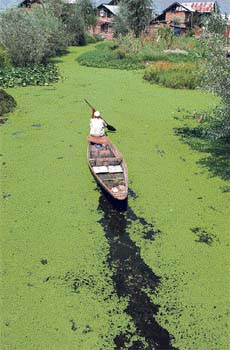 A Kashmiri youth rows a boat through weeds in the centre of Dal Lake in Srinagar