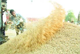 With the government preponing the paddy procurement date, the farmers are bringing their produce in large quantity to the Bhagtanwala grain market in Amritsar.