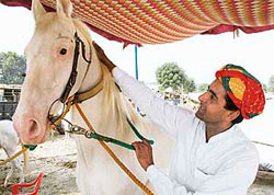 Marwari trader Ashwani Kumar from Chautala village in Haryana sold his mare for Rs 72,000 at the horse fair.