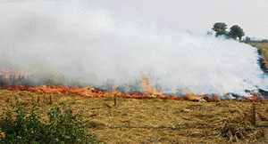 The ban on burning of paddy residue is flouted at many a place