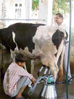 Manoj Brar (right) at his dairy farm in Singhpura village in Jind district. —