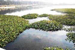 A view of a water tank of the HUDA waterworks covered with a thick growth of wild vegetation.