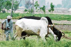 In this age of modernisation, traditional methods of ploughing are still popular in rural Haryana. This picture was taken by Ravi Kumar in Pundri village, Kaithal district.