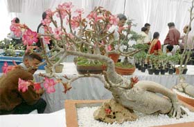Pachypodium brunei