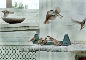 Sparrows eat grains from a feeder tray at Sandeep Chahal’s house in the New Gobindgarh locality in Jalandhar