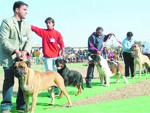 Canines strut their stuff during a show in Amritsar on Tuesday.